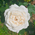 The Wedding Rose
