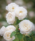 William & Catherine — 3ft Standard Rose