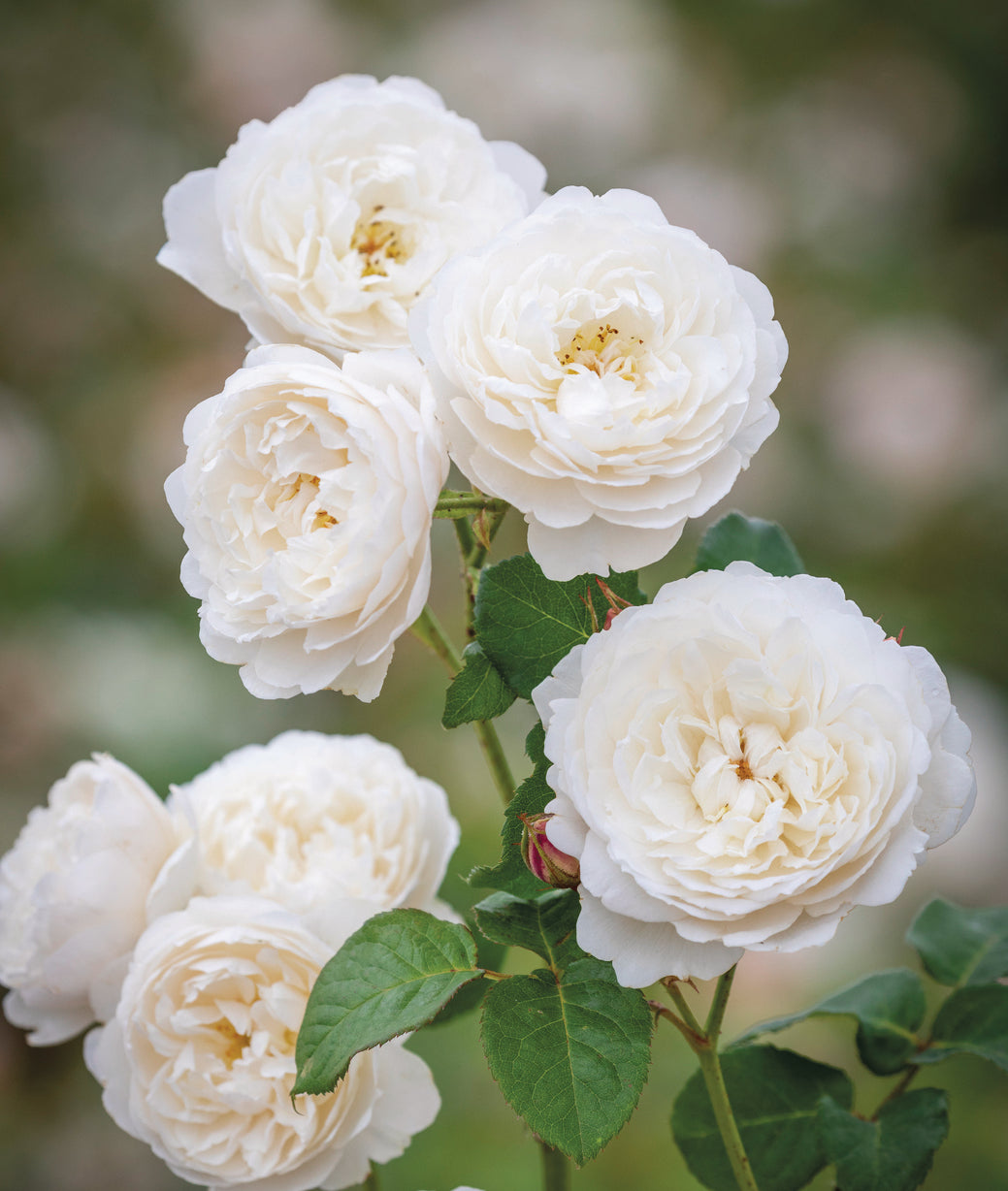 William & Catherine — 3ft Standard Rose