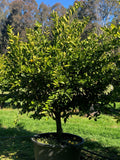 Citrus latifolia (Tahitian Lime) - 200 mm Pot