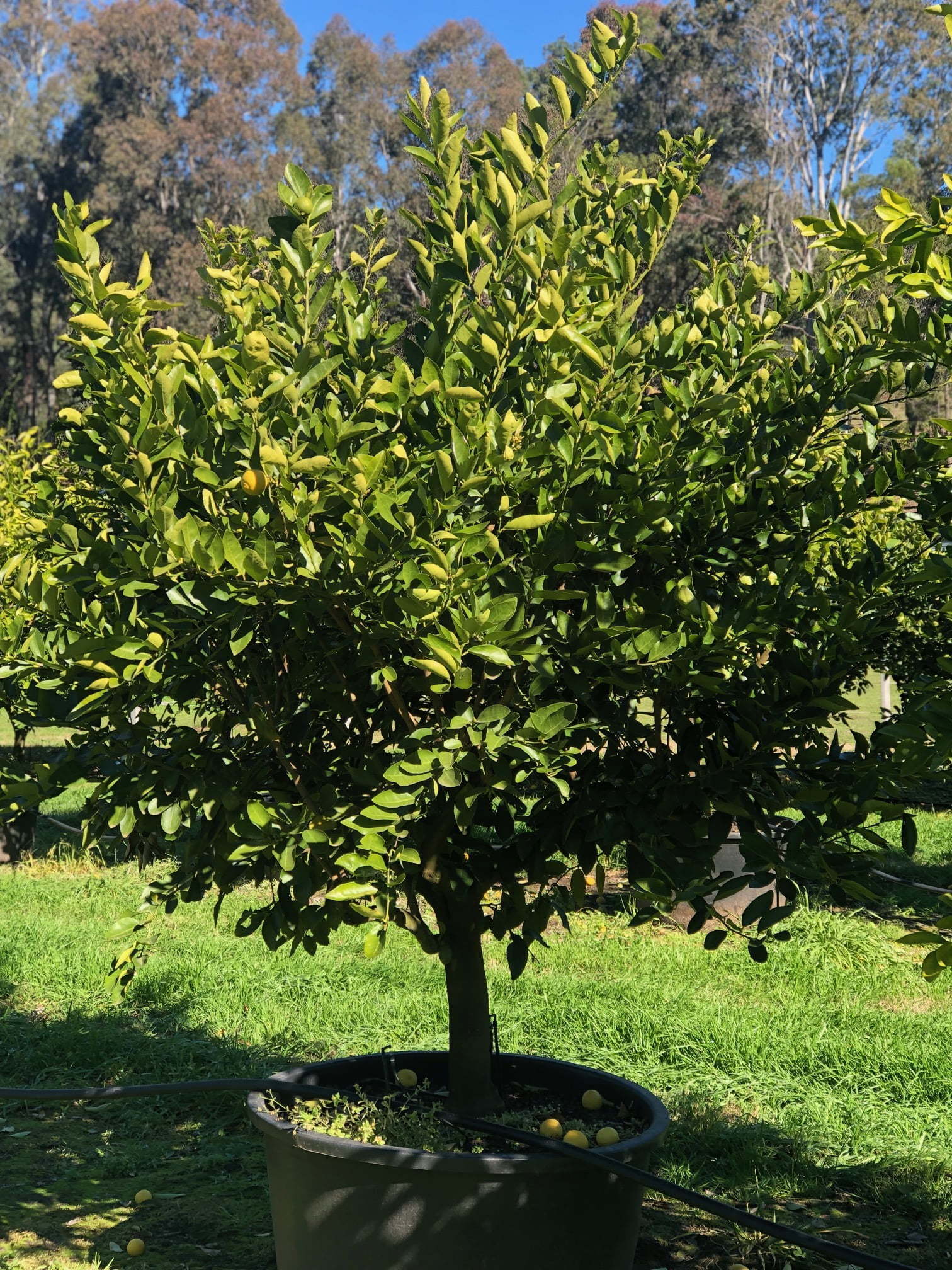 Citrus latifolia (Tahitian Lime) - 200 mm Pot