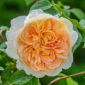 Bathsheba Bare Root Rose