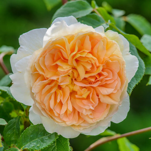 Bathsheba Bare Root Rose