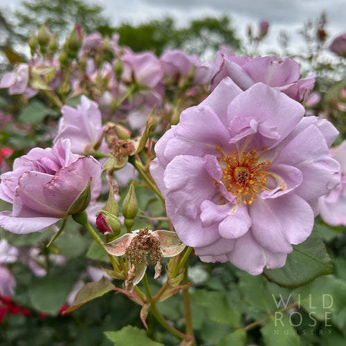Beyond Blue rose — photo courtesy Wild Rose Nursery