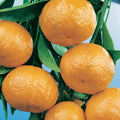 Citrus reticulata (Mandarin Emperor) - 5 Ltr Pot