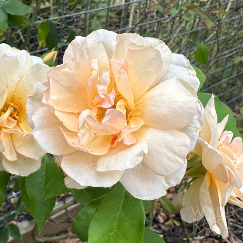 Crépuscule rose — photo courtesy Wild Rose Nursery