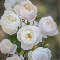Desdemona Bare Root Rose