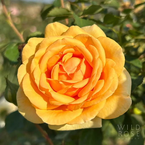 Doug's Rose