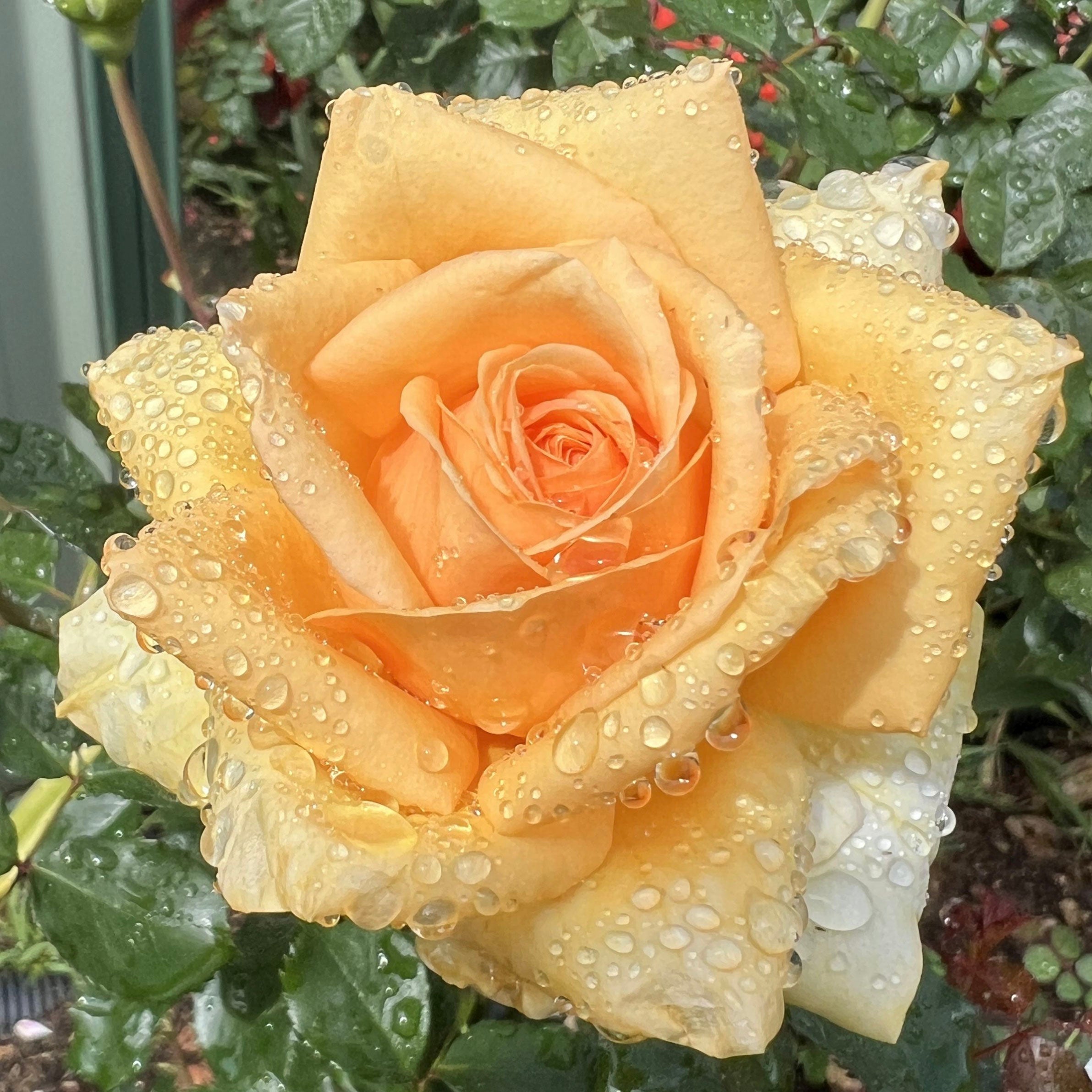 Doug's Rose