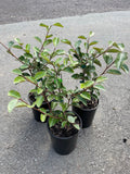 Elaeagnus macrophylla - 200 mm Pot