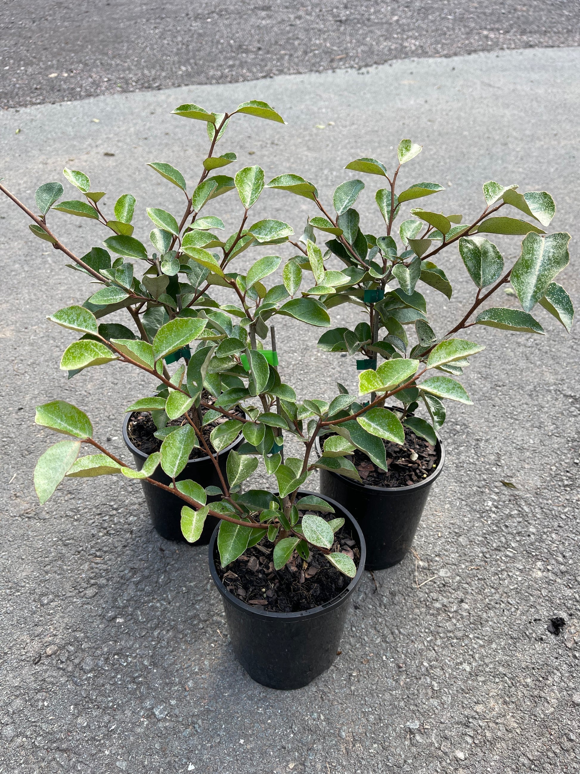 Elaeagnus macrophylla - 200 mm Pot