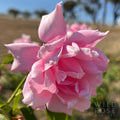 First Love, Cl