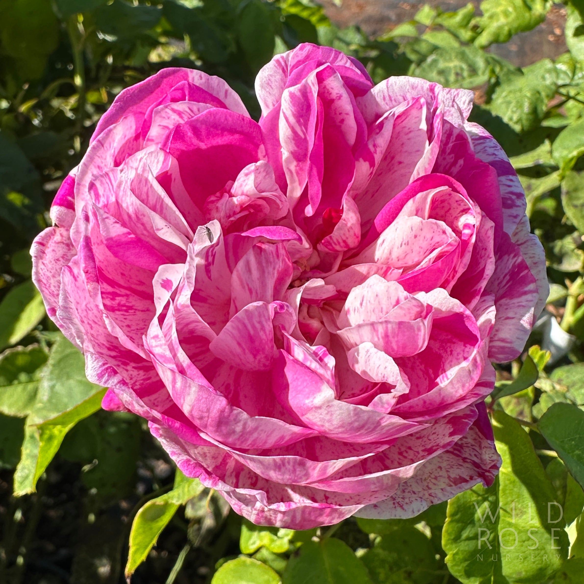 Honorine de Brabant