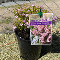 Coleonema pulchellum Dwarf Pink - 140 mm Pot