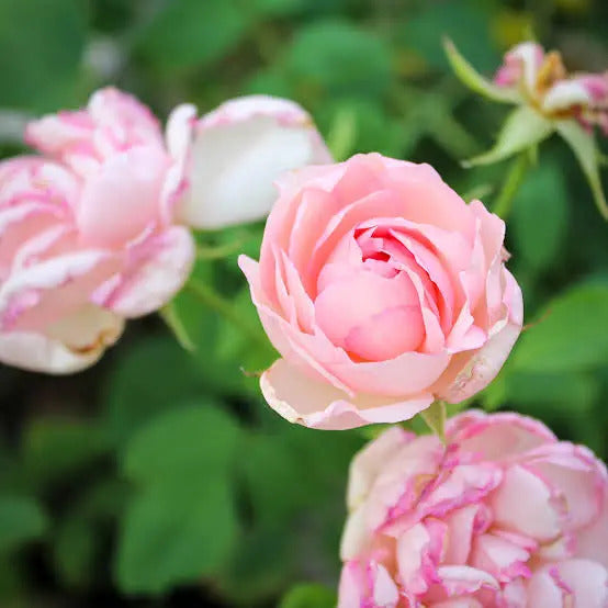 Duchesse de Brabant
