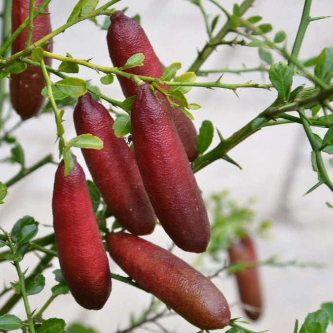 Citrus australasica (Finger lime Pink) - 5 Ltr Pot