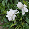 Gardenia augusta Radicans - 200 mm Pot