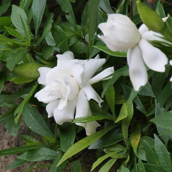 Gardenia augusta Radicans - 200 mm Pot