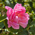 Marquise de Vivens