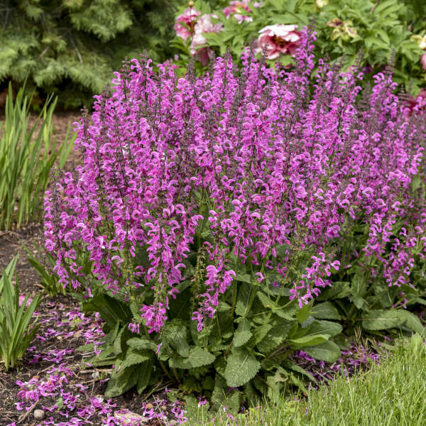 Salvia Moulin Rouge (140mm pot)