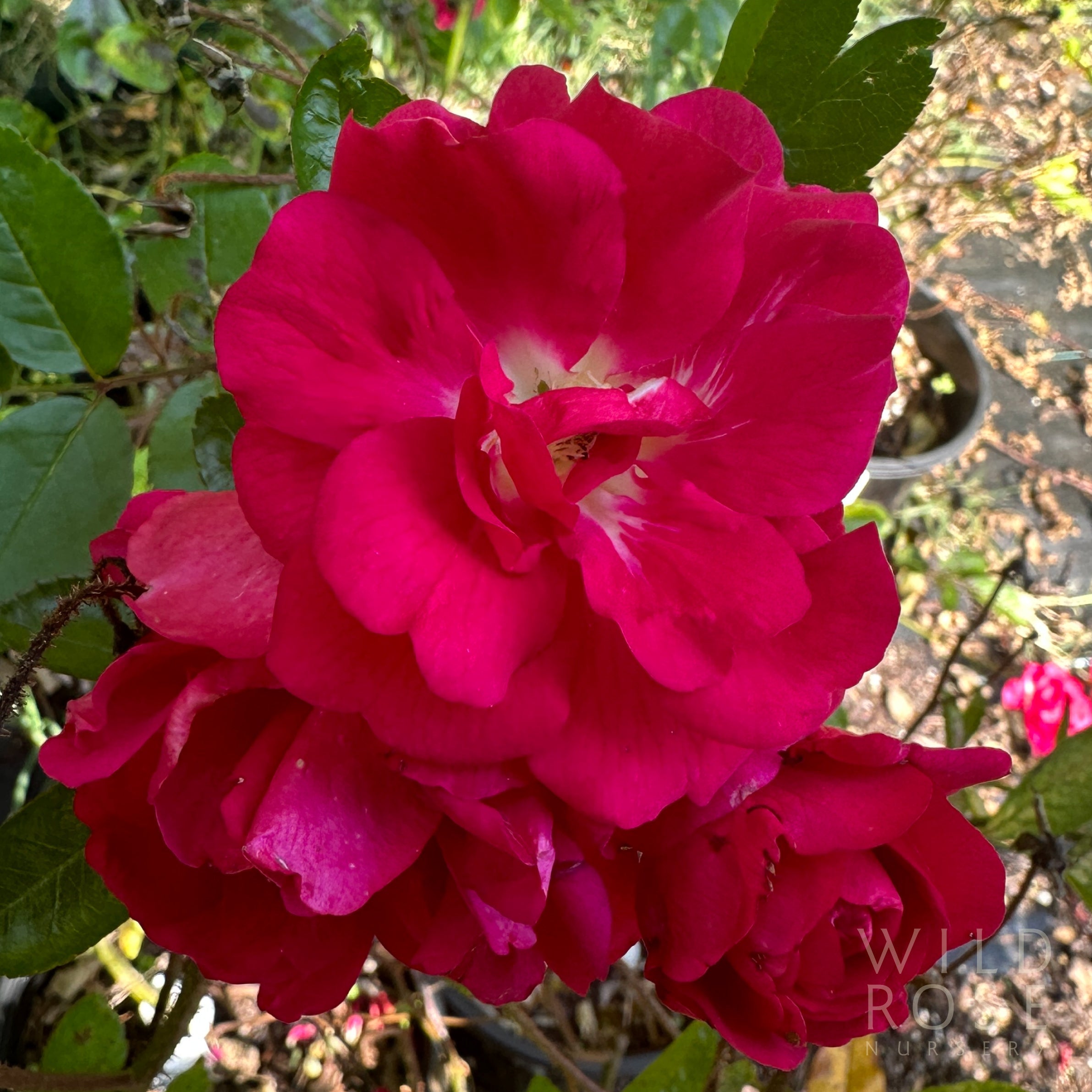 Mrs Alston’s Rose