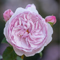 Olivia Rose Austin Bare Root Rose