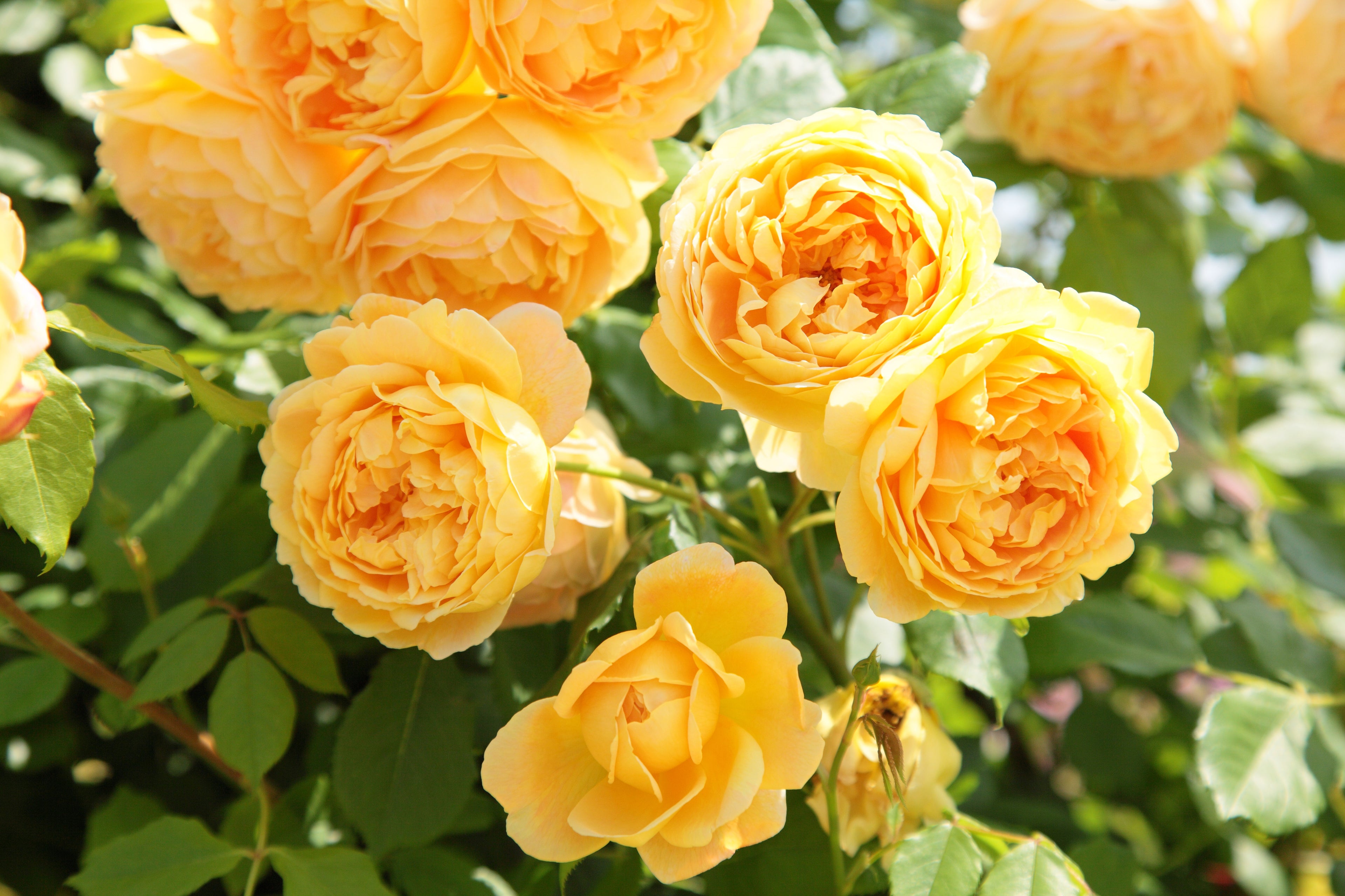 Golden Celebration (SHRUB ROSE) - David Austin