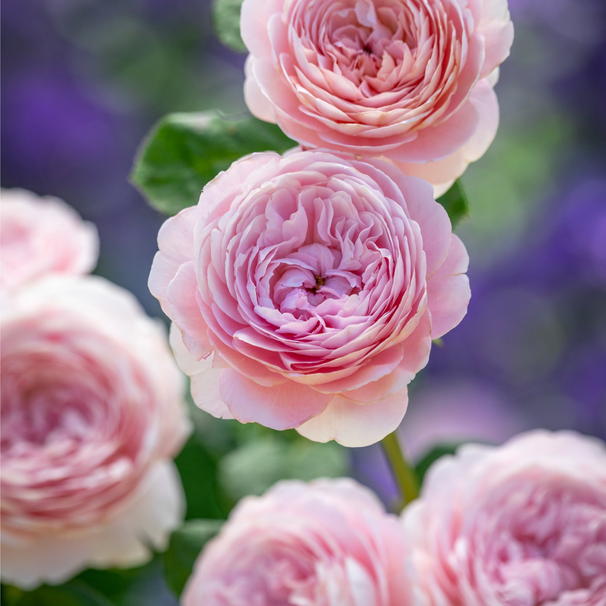 Queen of Sweden Bare Root Rose