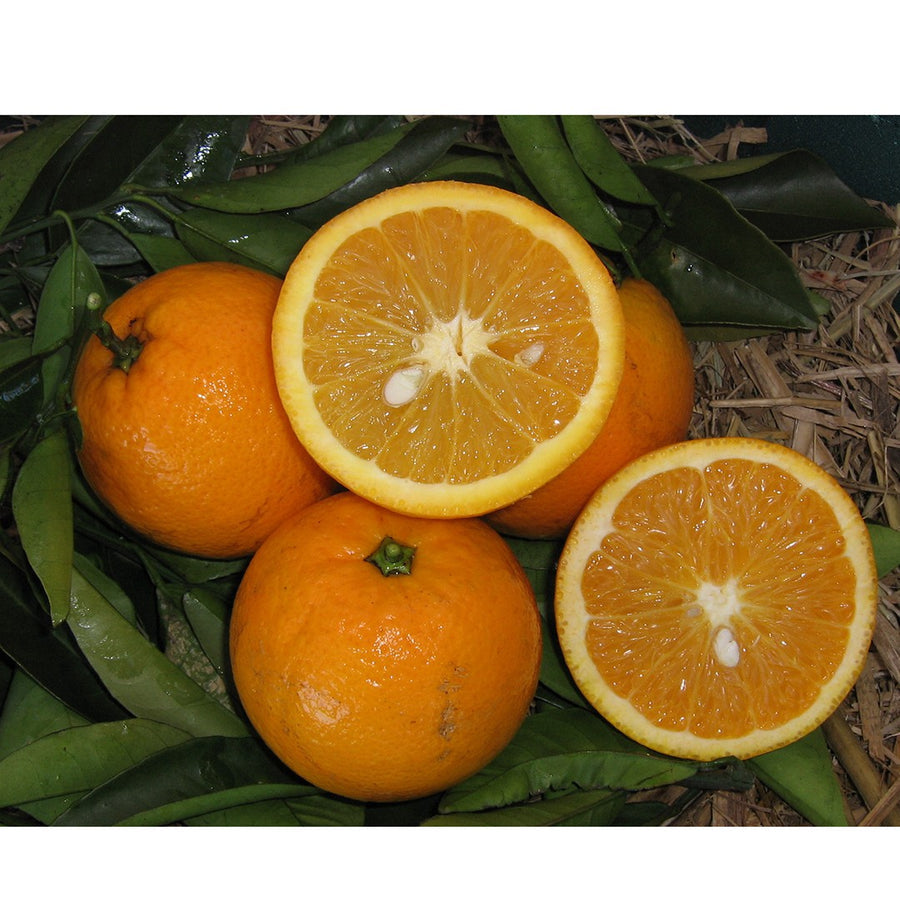Citrus sinensis (Orange Valencia Seedless) - 200 mm Pot