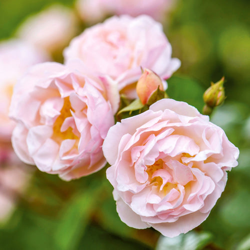 Lady of the Lake Bare Root Rose