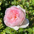 The Mill on the Floss Bare Root Rose