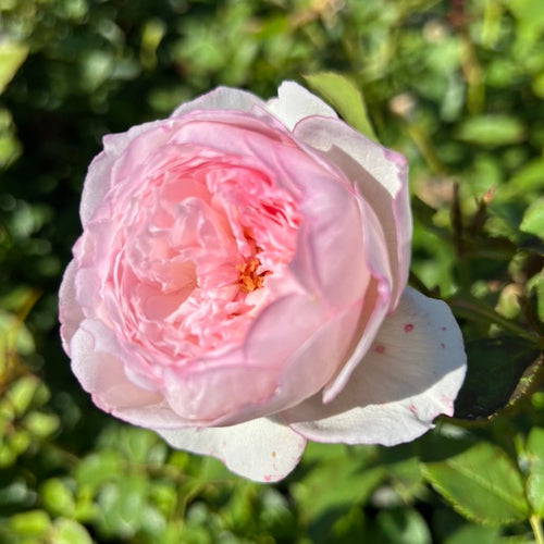 The Mill on the Floss rose — photo courtesy Wild Rose Nursery