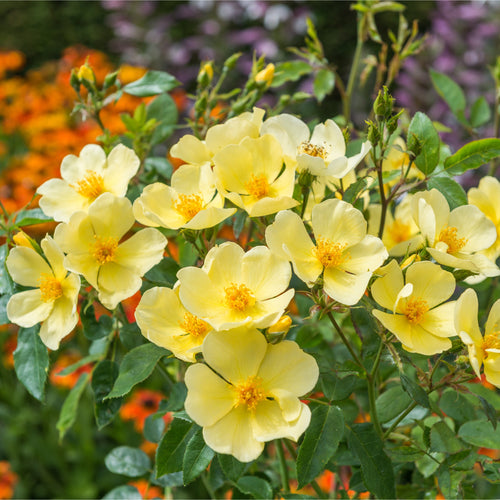 Tottering By Gently rose — photo courtesy Wild Rose Nursery