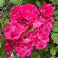 That Pretty Little Pink Thing