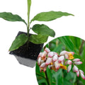 Alpinia nutans (Dwarf Cardamom) - 200 mm Pot