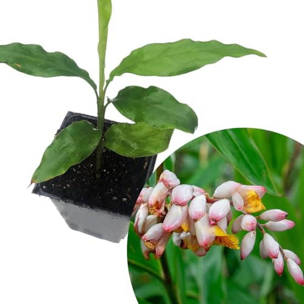 Alpinia nutans (Dwarf Cardamom) - 200 mm Pot