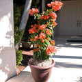 Bougainvillea glabra Orange Glory - 200 mm Pot