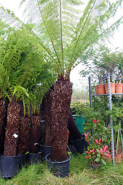 Dicksonia antarctica (Tree Fern) - 40-50 cm trunk Pot